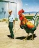 attack-of-the-giant-rooster.jpg