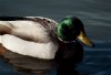 mallard-duck.jpg