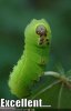 funny-pictures-caterpillar-makes-tv-reference.jpg