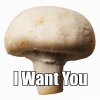 Mushroom.jpg