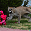 DALL·E 2022-11-02 15.51.01 - A puma fighting with some roses .png