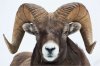 jasper-ram-c2a9-christopher-martin-5702.jpg