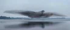 murmurations-02_1.jpg