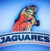 jaguares.jpg